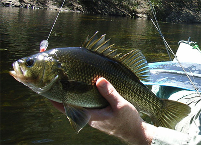 Australian Bass Fishing