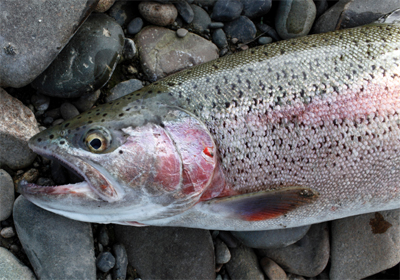 Rainbow Trout History : The worlds most popular sporting fish