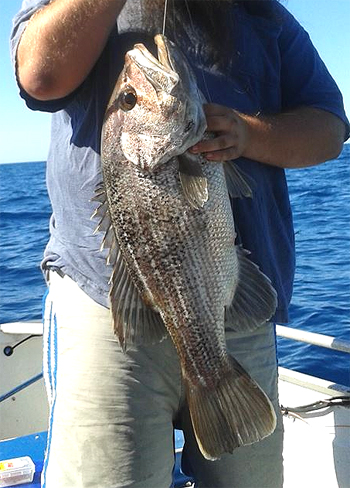 Western Australia Dhufish